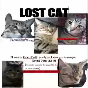 lost male cat hershia
